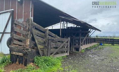 Agrícola en Venta en 169 hectareas a 1 km de ruta T-851, 15 minutos de Rio Bueno.