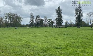 Agrícola en Venta en 169 hectareas a 1 km de ruta T-851, 15 minutos de Rio Bueno.