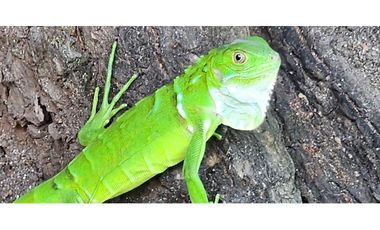 Alquiler Vacacional Finca Armero-Guayabal