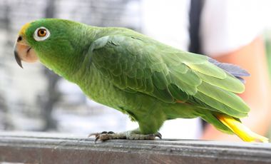 Alquiler Vacacional Finca Armero-Guayabal