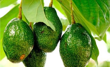 Alquiler Vacacional Finca Armero-Guayabal