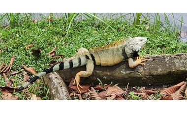 Alquiler Vacacional Finca Armero-Guayabal