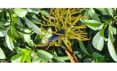 Alquiler Vacacional Finca Armero-Guayabal