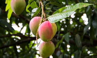 Alquiler Vacacional Finca Armero-Guayabal