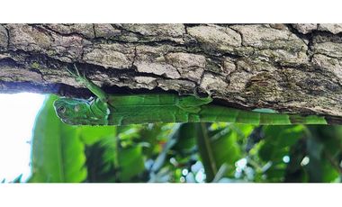 Alquiler Vacacional Finca Armero-Guayabal