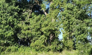 Agrícola en Venta en Casi 7 hectareas a 15 minutos de Entrelagos.