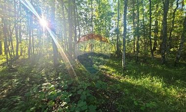 Hermosa Casa en Parcela con Bosque nativo
