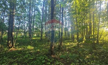 Hermosa Casa en Parcela con Bosque nativo