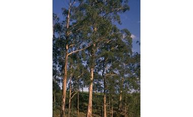 Oportunidad Campo de 35 has Navidad