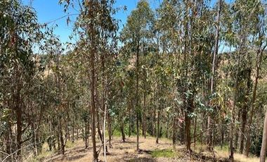 Oportunidad Campo de 35 has Navidad