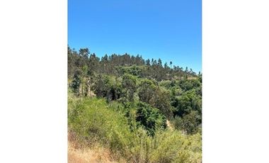 Oportunidad Campo de 35 has Navidad