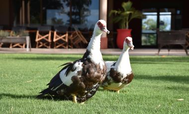 TERRENO EN VENTA BARRIO PRIVADO SAN LUCAS SAN VICENTE