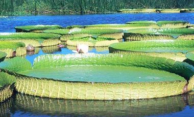 Casa - Charigüé - Permuta - Financiacion - Canje - Isla - Rio