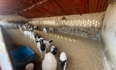 Rancho en Venta en El Salitre Jalisco