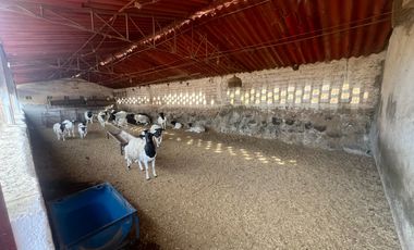Rancho en Venta en El Salitre Jalisco
