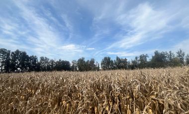 Rancho en Venta en El Salitre Jalisco