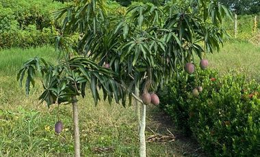 Venta de Vivienda Campestre en Berástegui a 5km de Cerete