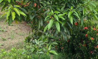 Venta de Vivienda Campestre en Berástegui a 5km de Cerete