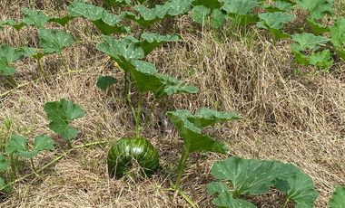 Venta de Vivienda Campestre en Berástegui a 5km de Cerete