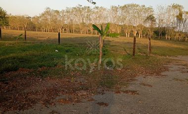 vendo lotes en faro 4, noroeste, Montería Córdoba