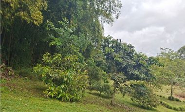 VENTA CASA LOTE EN LA VEREDA EL JORDAN VIA PEREIRA - ARMENIA