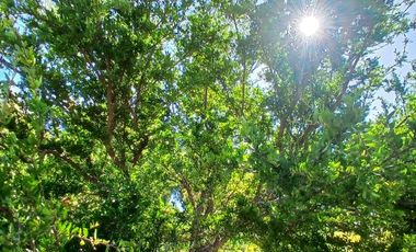 Parcela en Quillón de 7,300 M2