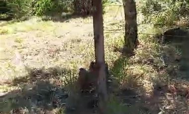 Parcela en Venta en Salida de Villarrica antes de llegar a Aeródromo
