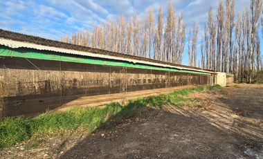 Alquiler Predio 1Ha sobre Ruta 22 - Allen - Frente a la Estacion de Servicio Axion