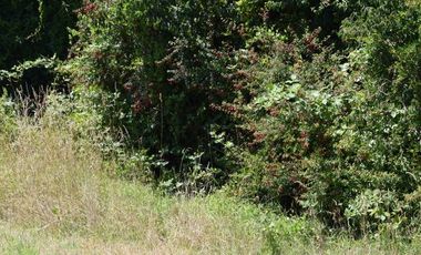 Parcela en venta en VILLARRICA