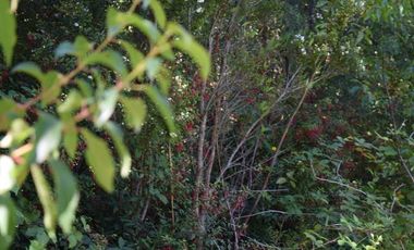 Parcela en venta en VILLARRICA