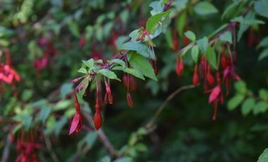 Parcela en venta en VILLARRICA