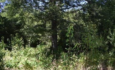 Parcela en venta en VILLARRICA