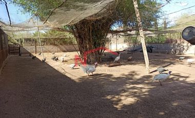 HUERTA DE NOGAL EN PRODUCCIÓN EN VENTA UBICADA EN SAN IGNACIO RÍO MUERTO