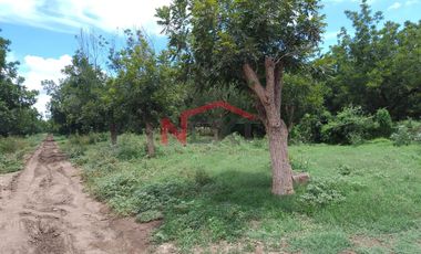 HUERTA DE NOGAL EN PRODUCCIÓN EN VENTA UBICADA EN SAN IGNACIO RÍO MUERTO