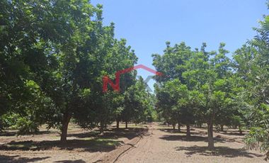 HUERTA DE NOGAL EN PRODUCCIÓN EN VENTA UBICADA EN SAN IGNACIO RÍO MUERTO