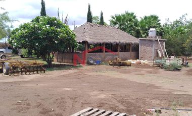 HUERTA DE NOGAL EN PRODUCCIÓN EN VENTA UBICADA EN SAN IGNACIO RÍO MUERTO