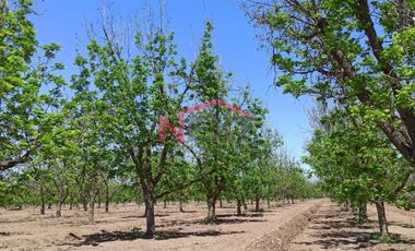 HUERTA DE NOGAL EN PRODUCCIÓN EN VENTA UBICADA EN SAN IGNACIO RÍO MUERTO