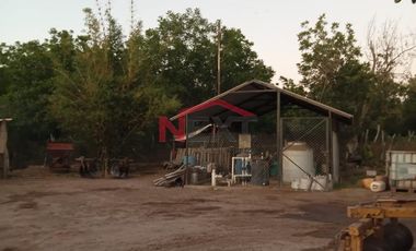 HUERTA DE NOGAL EN PRODUCCIÓN EN VENTA UBICADA EN SAN IGNACIO RÍO MUERTO