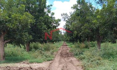 HUERTA DE NOGAL EN PRODUCCIÓN EN VENTA UBICADA EN SAN IGNACIO RÍO MUERTO