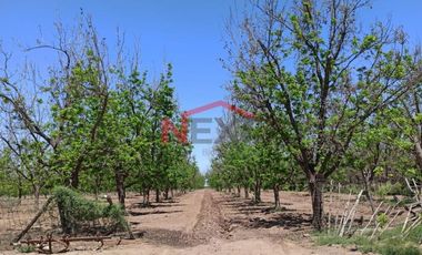 HUERTA DE NOGAL EN PRODUCCIÓN EN VENTA UBICADA EN SAN IGNACIO RÍO MUERTO