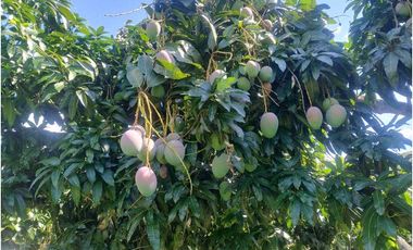 Finca Rural en Anapoima