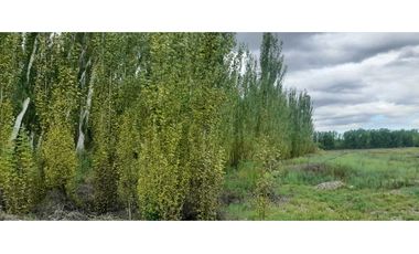 Exclusiva finca en venta |8 hectáreas |calle el lamo Tupungato