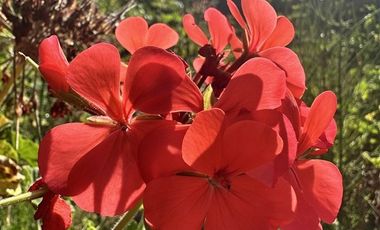 Parcela en Venta en HERMOSA PARCELA DE AGRADO CAMIO AL VALLE DE ELQUI, 20 MINUTOS DEL CENTRO DE LA SERENA