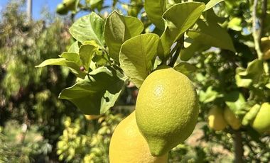 Parcela en Venta en HERMOSA PARCELA DE AGRADO CAMIO AL VALLE DE ELQUI, 20 MINUTOS DEL CENTRO DE LA SERENA