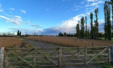 Venta campo 8 has con casa y galpon en  Diego Gaynor.