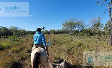 Se vende Campo ganadero forestal - Santa Ana