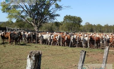 Se vende Campo ganadero forestal - Santa Ana