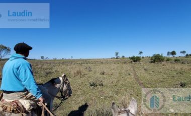 Se vende Campo ganadero forestal - Santa Ana