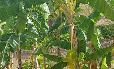 VENTA de FINCAS en RICAURTE