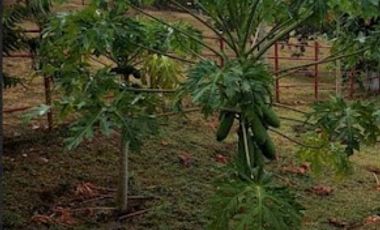 VENTA de FINCAS en RICAURTE